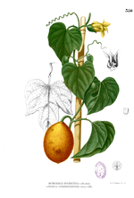 momordica cochinchinensis crdit wikipedia
